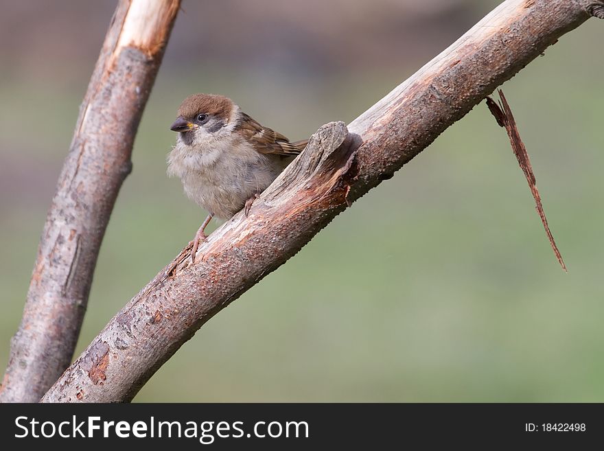 Tree Sparrow (Passer montanus) perched on a branch