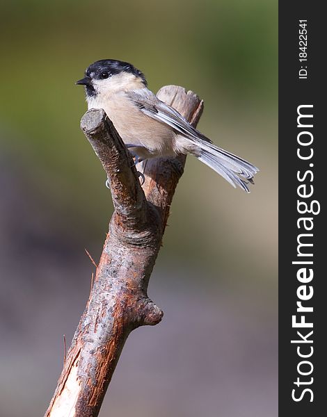 Willow Tit (Poecile montanus) perched on a branch