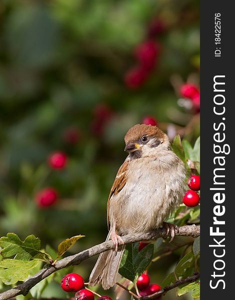 Tree Sparrow (Passer montanus) perched on a branch