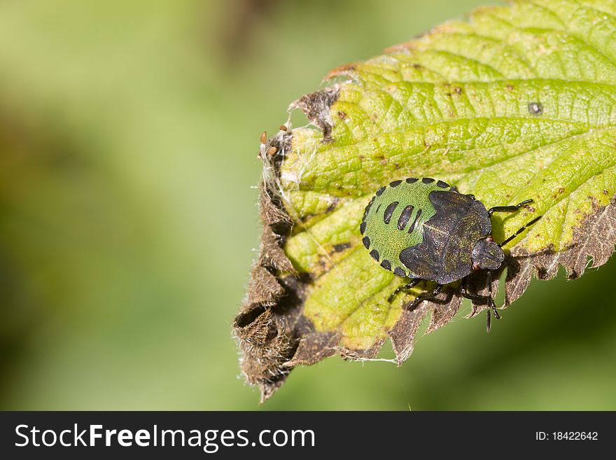 Shield Bug close up on a leaf