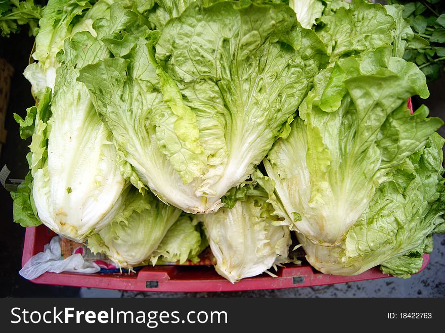 Lettuce, green leaves, and it is one of the people like to eat vegetables.