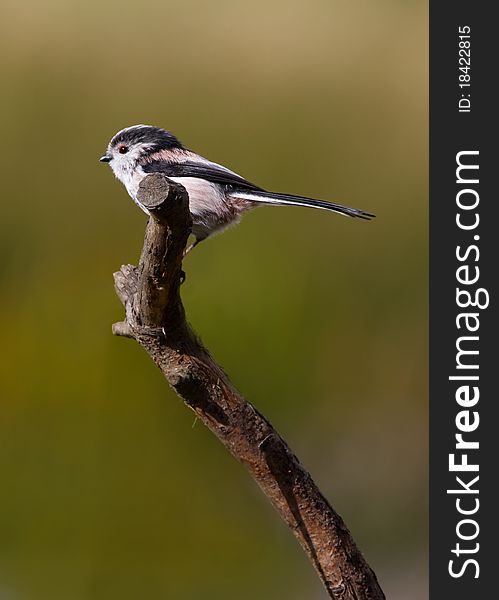 Long Tailed Ti ( Aegithalos caudatus) Perched on a branch. Long Tailed Ti ( Aegithalos caudatus) Perched on a branch
