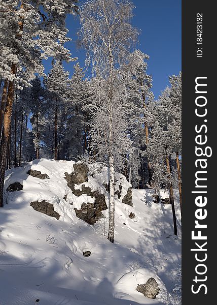 Winter Ural wood. Trees covered by hoarfrost. A landscape.