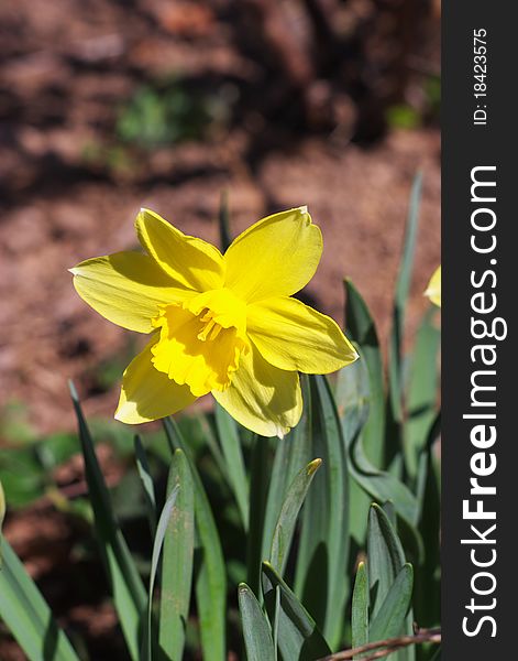 Photo of the Yellow narcissus