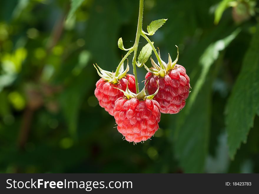Close up photo of growth Raspberry. Close up photo of growth Raspberry