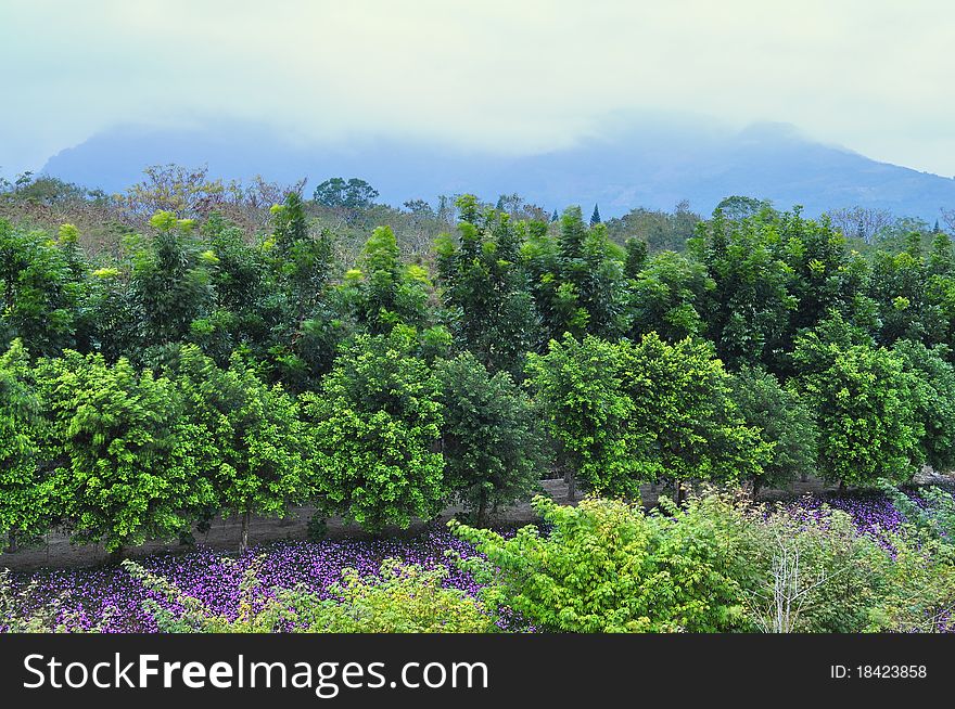 Flower garden with trees and mountainous backgroun