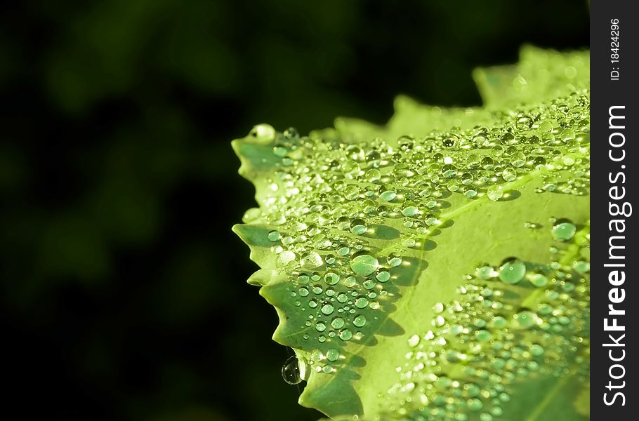 Fresh Water Drops On Green Leaf