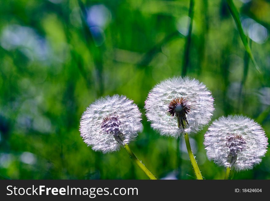 Dandelion flowers on a background of green grass