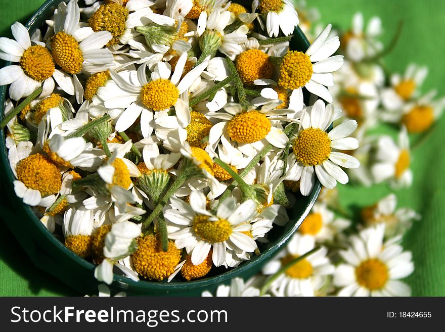 Camomile flowers on the green plate. Camomile flowers on the green plate