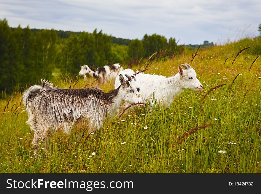 Little goats at the pasture. Summer