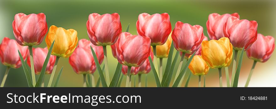 Panoramic image of red and yellow tulips isolated on blurry background. Panoramic image of red and yellow tulips isolated on blurry background