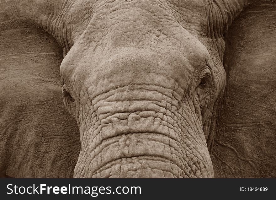 Close up of an elephant. Close up of an elephant