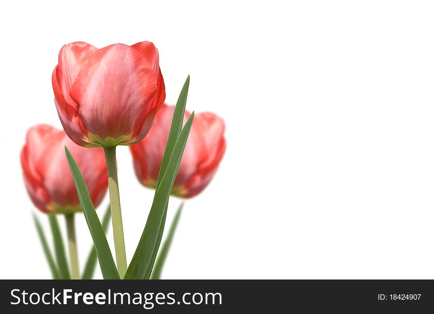 Three red tulips in the spring isolated on white background. Three red tulips in the spring isolated on white background