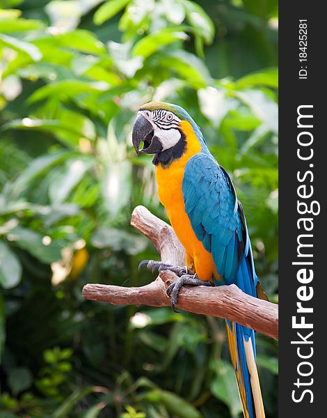 A blue and yellow parrot is standing on branches. A blue and yellow parrot is standing on branches