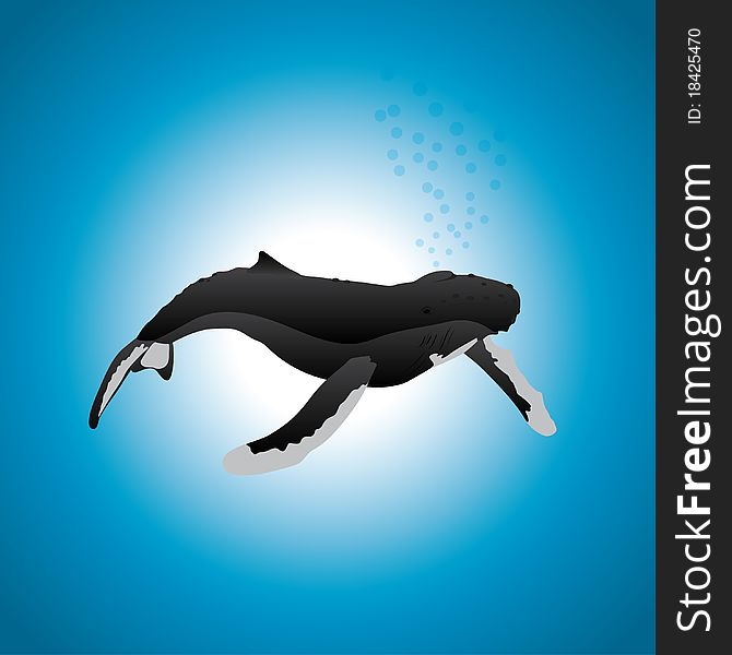 A humpback whale on a blue gradient background, in an editable illustration. A humpback whale on a blue gradient background, in an editable illustration.