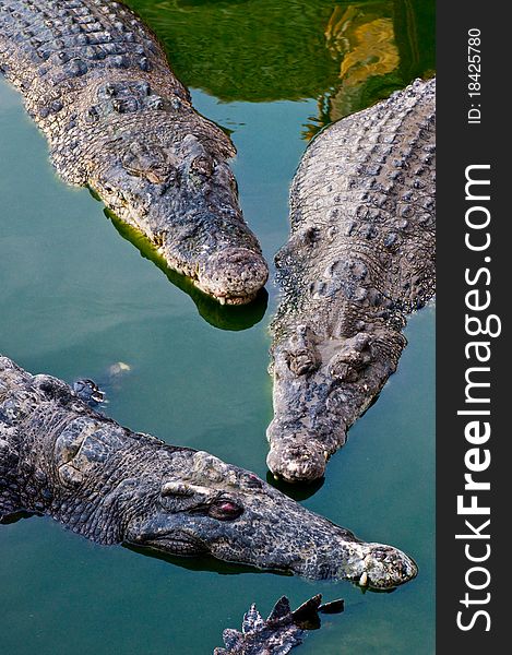 Three crocodiles in green water, Thailand.