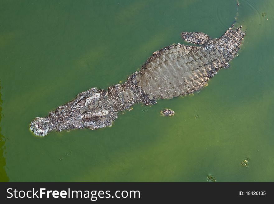 The crocodile in green water, Thailand.