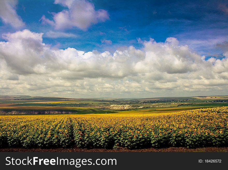 Sunflowers Field