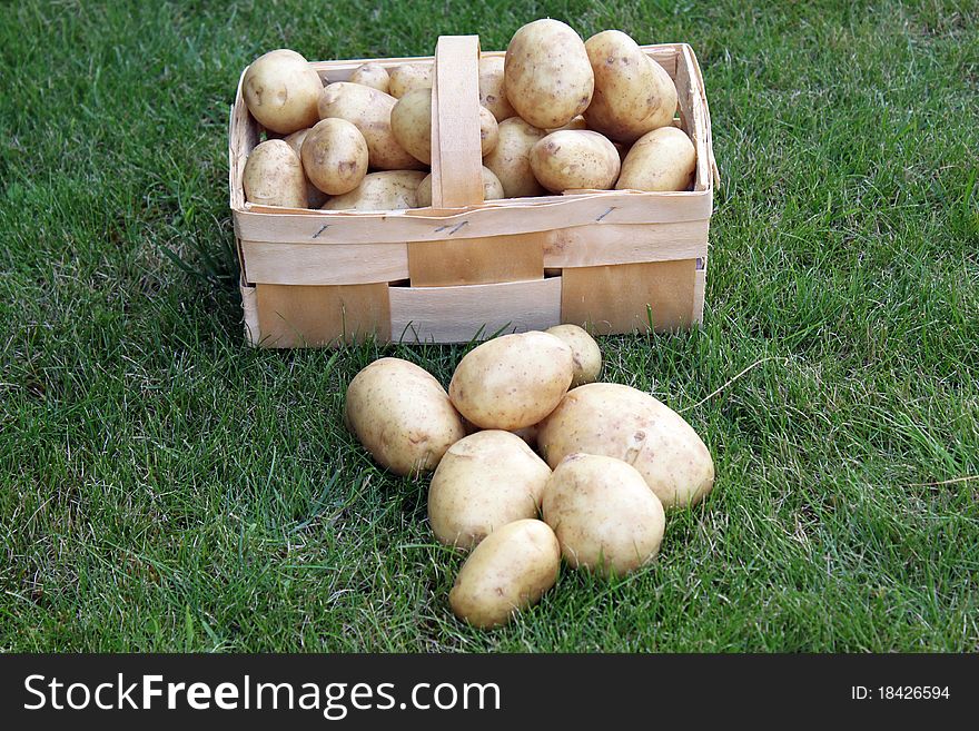 A basket of freshly harvested potatoes