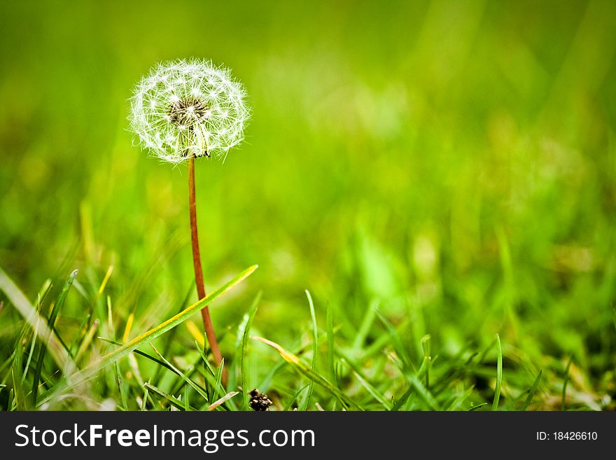 Fluffy dandelion in a green meadow