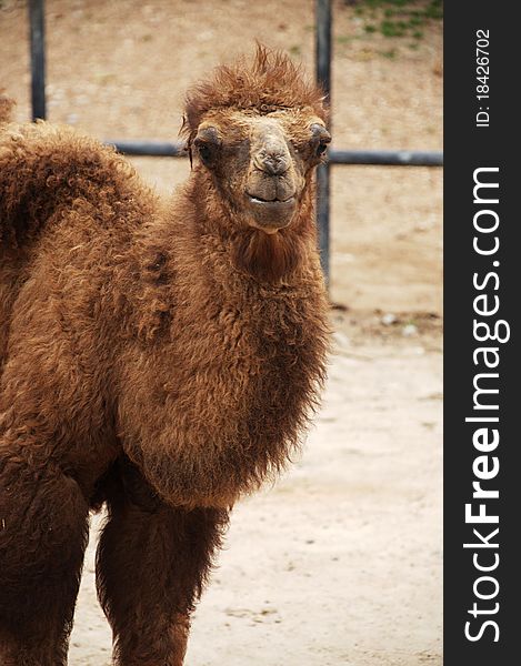 The Bactrian camel (Camelus bactrianus) is a large even-toed ungulate native to the steppes of central Asia. The Bactrian camel (Camelus bactrianus) is a large even-toed ungulate native to the steppes of central Asia.