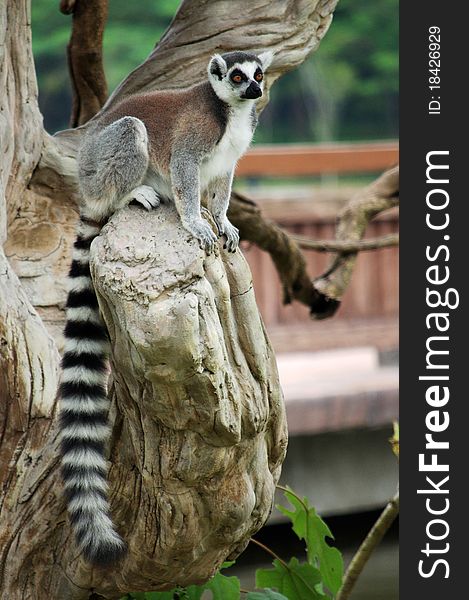 The Ring-tailed lemur