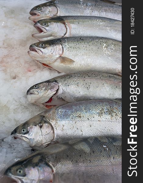 Norwegian trout