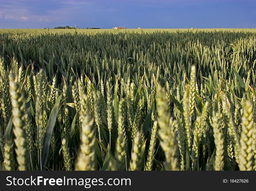 Wheat Fields In Summer
