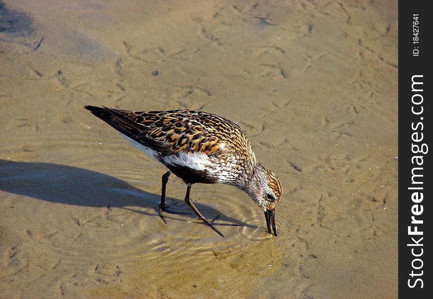 Sandpiper looks for a food