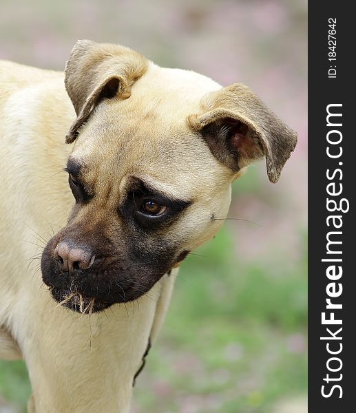 Bull-mastiff dog puppy in angry mood.