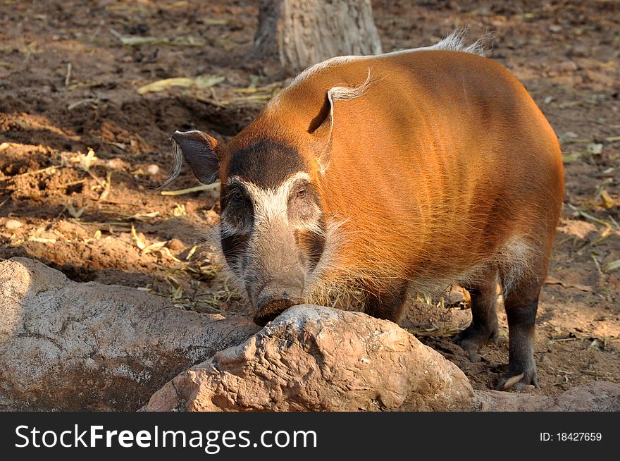 The Red River Hog