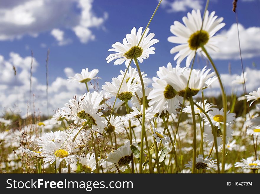 A field of wild daisies on the Karelian Isthmus, St. Petersburg region, Russia. A field of wild daisies on the Karelian Isthmus, St. Petersburg region, Russia