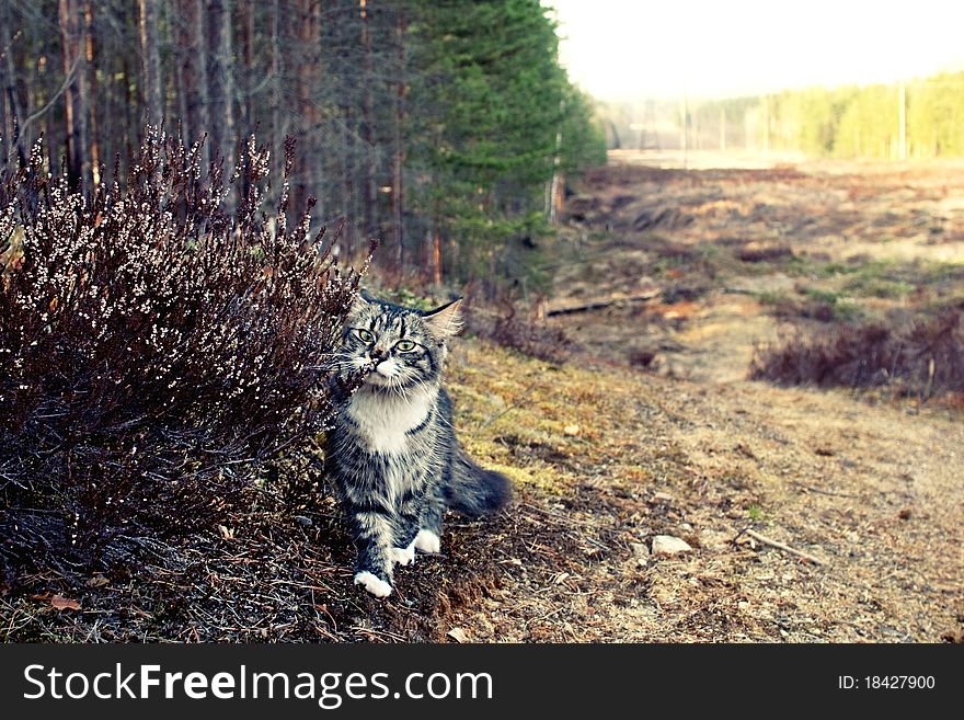 A cat in the heather field in the Karelia, Russia. A cat in the heather field in the Karelia, Russia