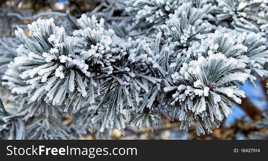 Pine tree branches covered with snowfrost close up