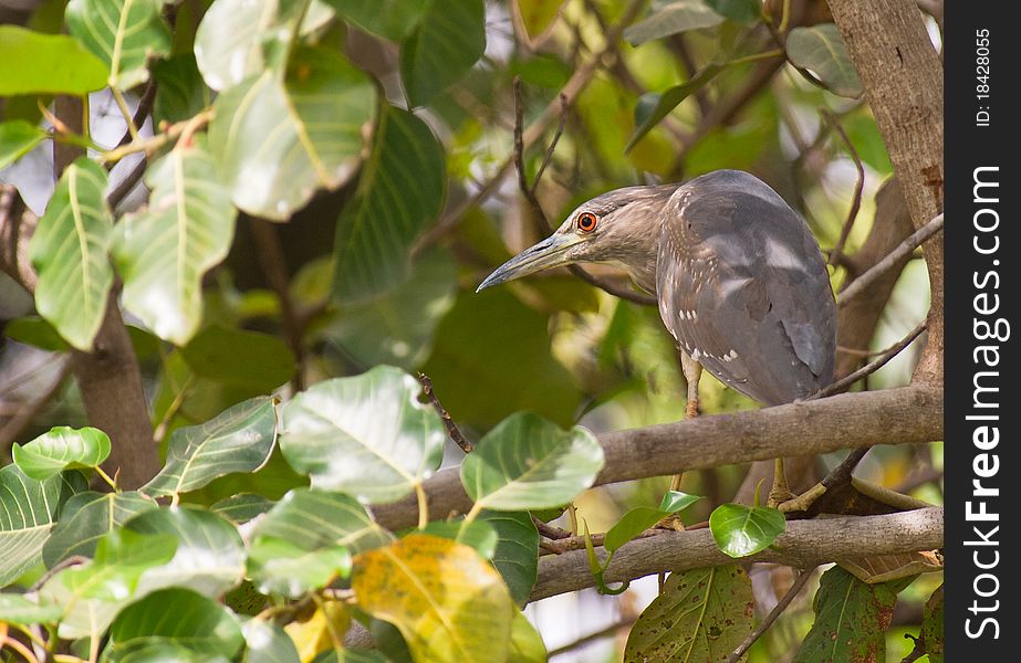 A juvenile Black-crowned Night Heron in the bush