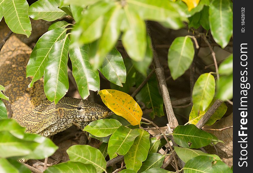 A Nile Monitor (varanus niloticus) appears briefly among the dense riverine vegetation of the Gambia river in The Gambia. A Nile Monitor (varanus niloticus) appears briefly among the dense riverine vegetation of the Gambia river in The Gambia.