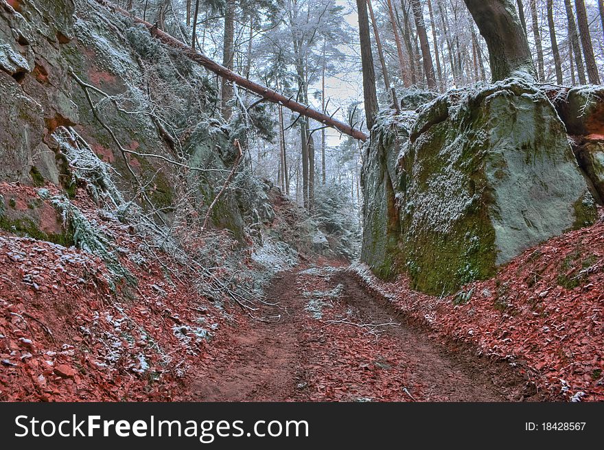 A small road through the forest in winter