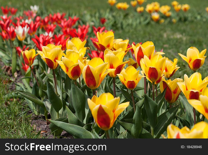 Colorful Yellow and Red Tulips on a sunny day