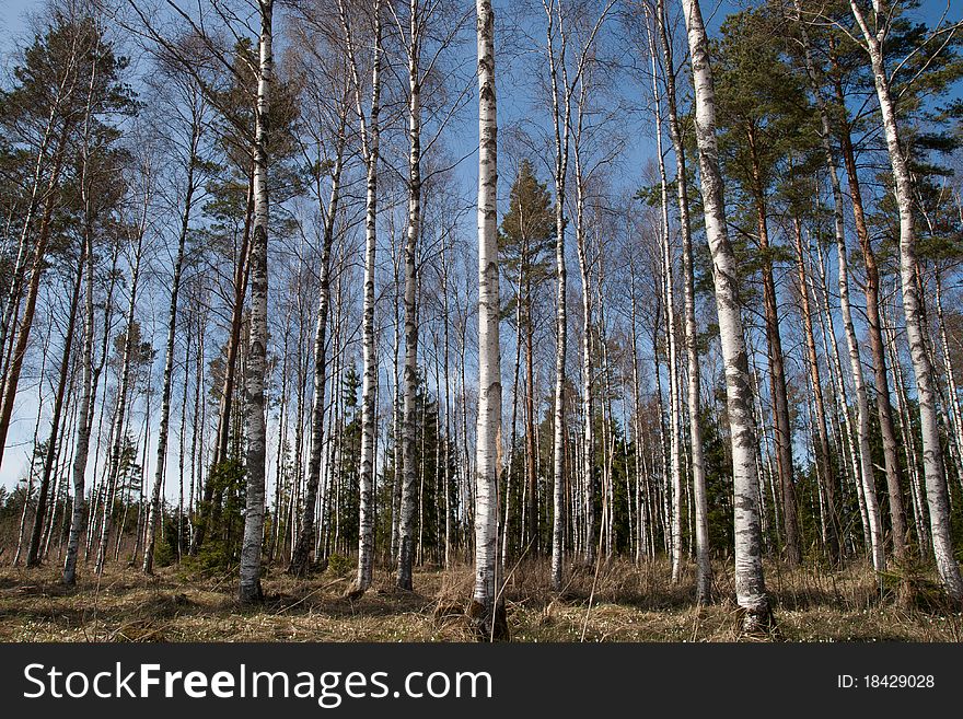 Birch trees in a summer forest in sunny day