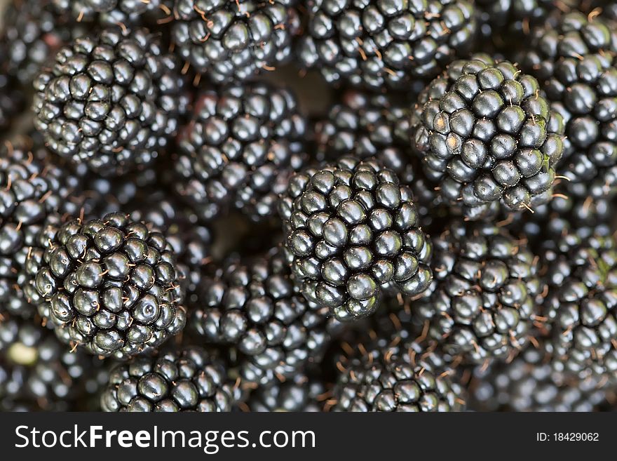 Background many black berries of a blackberry