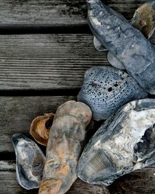 Seashells On Wood Deck Royalty Free Stock Images Seashells On Wood Deck Royalty Free Stock Images