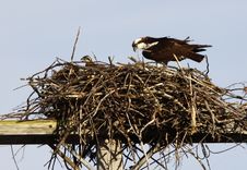 Osprey Adult And Offspring In Nest Stock Images Osprey Adult And Offspring In Nest Stock Images