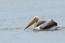 Great White Pelicans In Danube Delta Royalty Free Stock Photos