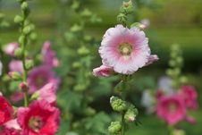Pink Hibiscus Flower Royalty Free Stock Photo Pink Hibiscus Flower Royalty Free Stock Photo