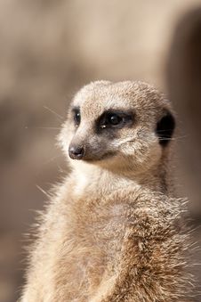 Suricate Or Mongoose Or Meerkat Stock Photo Suricate Or Mongoose Or Meerkat Stock Photo