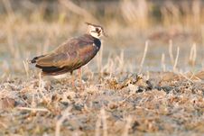 Northern Lapwing On Dry Vegetation Royalty Free Stock Images Northern Lapwing On Dry Vegetation Royalty Free Stock Images