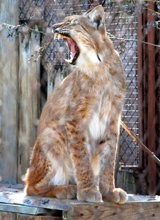 Lynx Yawning. Royalty Free Stock Photography