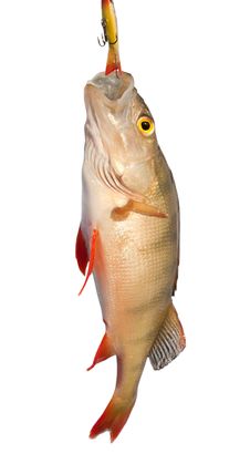Winter Fishing. Just Trapped Lake Perch Stock Photography Winter Fishing. Just Trapped Lake Perch Stock Photography