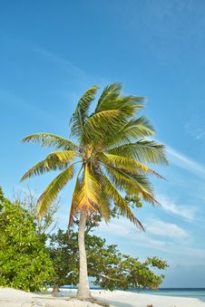 Palm Tree And Ocean And Blue Sky Stock Photography Palm Tree And Ocean And Blue Sky Stock Photography