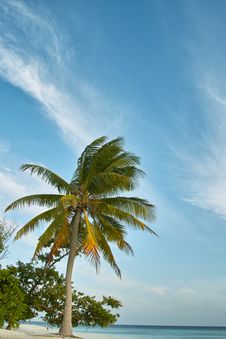 Palm Tree, White Sand Beach, Ocean And Blue Sky Stock Photos Palm Tree, White Sand Beach, Ocean And Blue Sky Stock Photos